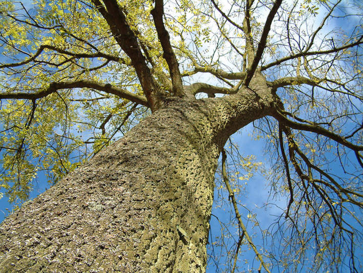 Diagramas de árbol Diagramas de árbol