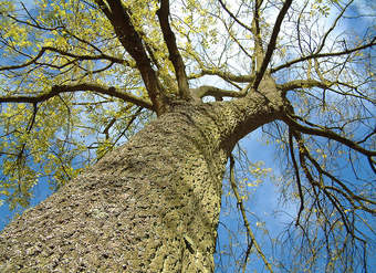 Diagramas de árbol