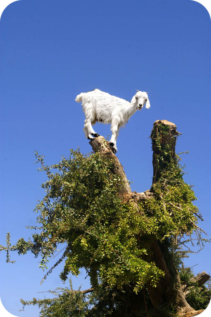 Evolución de las células simples Evolución de las células simples
