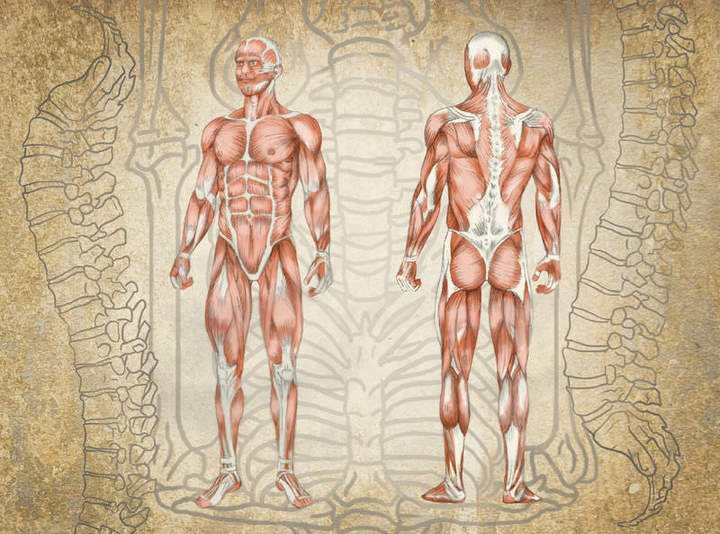 Cuerpo humano Cuerpo humano