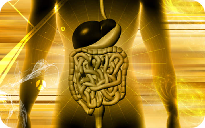Órganos del sistema digestivo Órganos del sistema digestivo