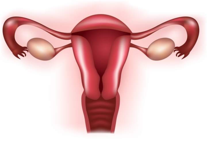Órganos reproductores femeninos Órganos reproductores femeninos