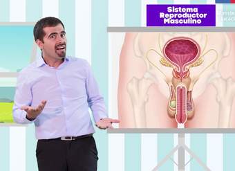 Sistema reproductor femenino y masculino/Cs. Naturales 6° básico