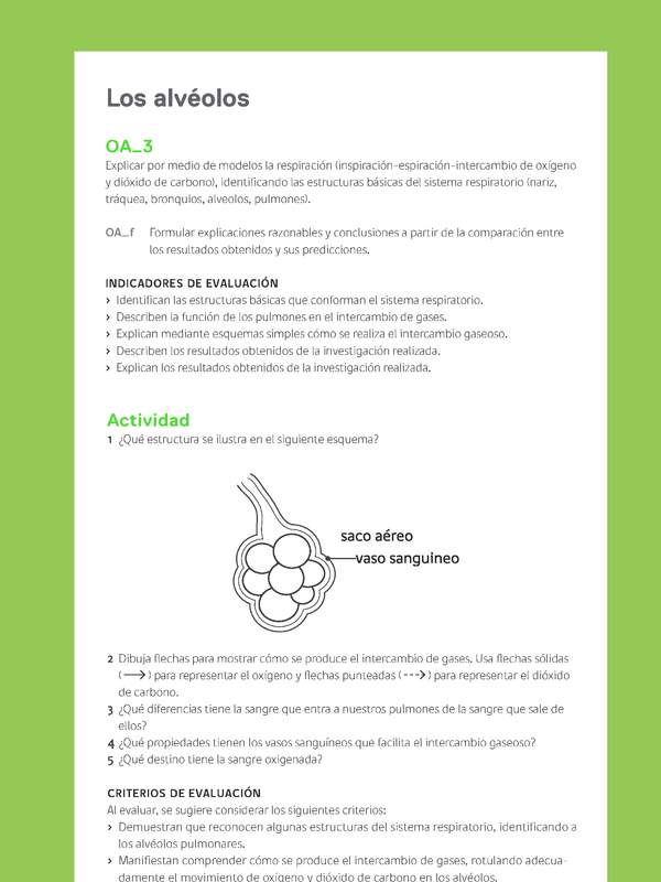 Ejemplo Evaluación Programas - OA03 - Los alvéolos