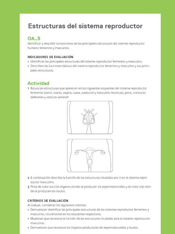 Ejemplo Evaluación Programas - OA05 - Estructuras del sistema reproductor