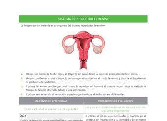 Evaluación Programas - CN07 OA02 - U4 - SISTEMA REPRODUCTOR FEMENINO