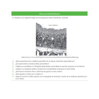 Evaluación Programas - CN08 OA02 - OA03 - U2 - CÉLULAS INTESTINALES