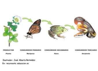 Cadena alimenticia rotulada