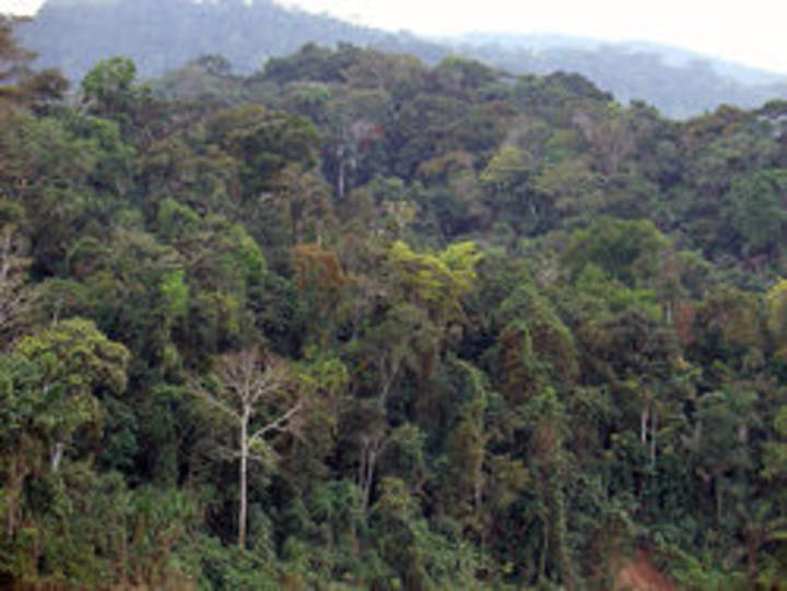 Fotografía de la Selva Amazónica