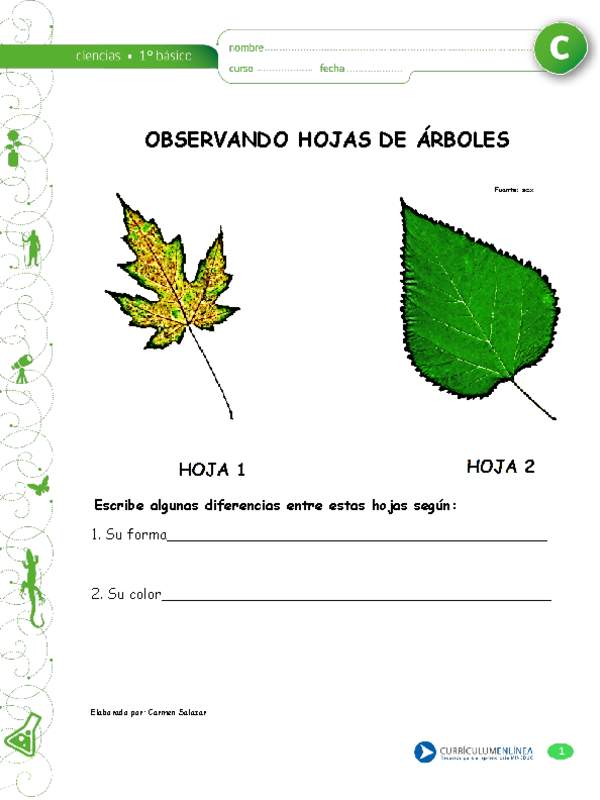 Observación de hojas