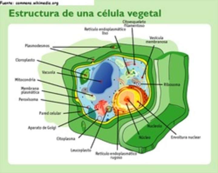 Célula vegetal rotulada