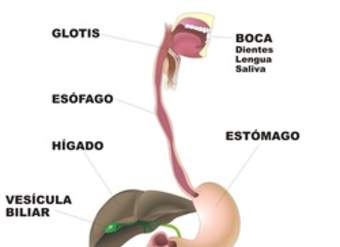 Organos digestivo rotulado