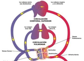 Circulación doble