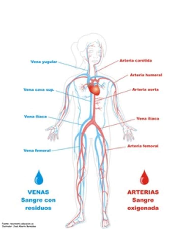 Sistema circulatorio