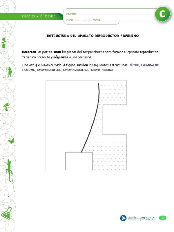 Estructura aparato reproductor femenino