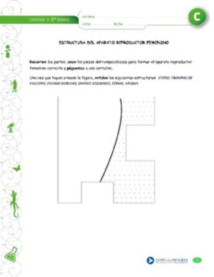 Estructura aparato reproductor femenino