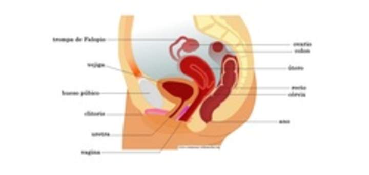 Aparato reproductor femenino vista lateral