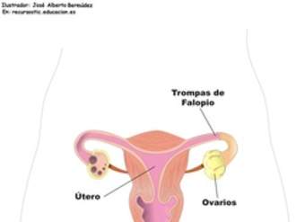 Aparato reproductor femenino frontal