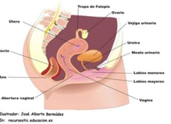 Aparato reproductor femenino lateral