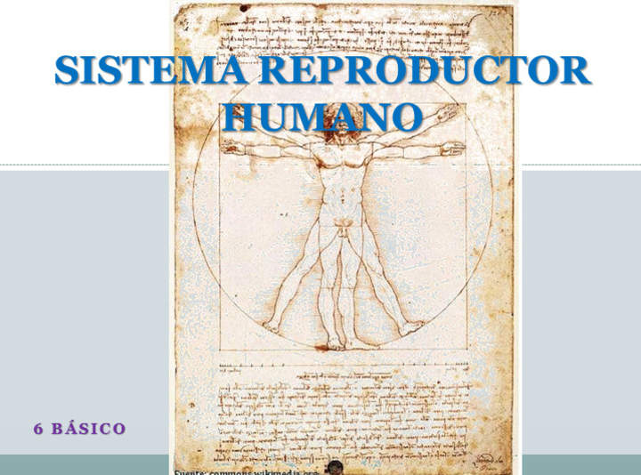 Aparato reproductor humano