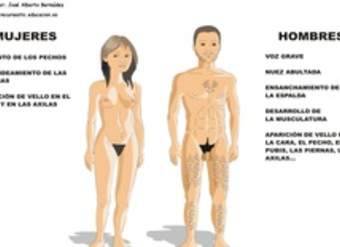 Desarrollo sexual humano