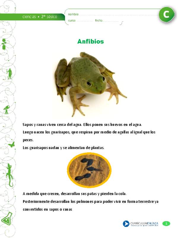 Ciclo de vida de los sapos y ranas