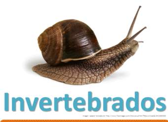 Invertebrados