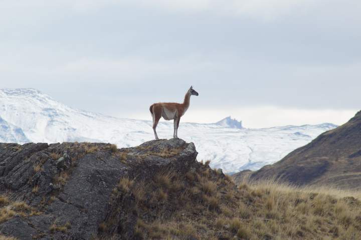 Vicuña - https://pixabay.com/