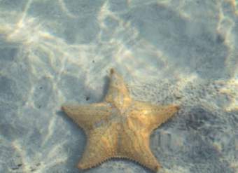 Estrella de mar