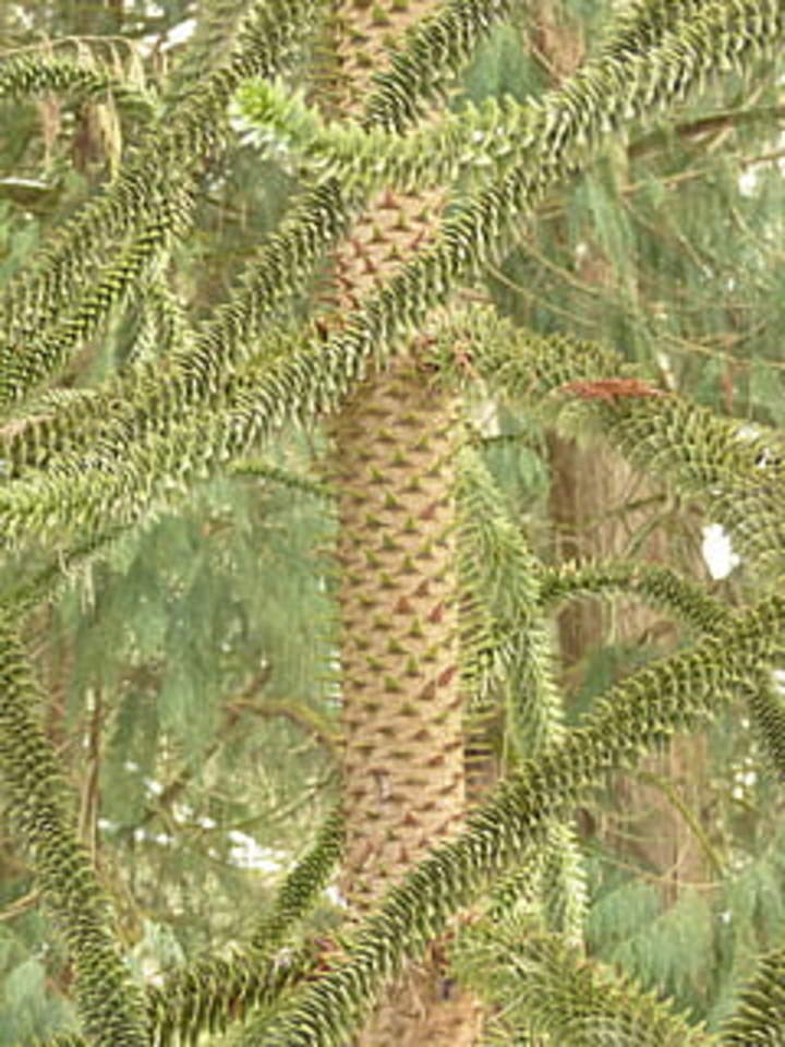 Araucaria