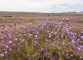 Desierto florido