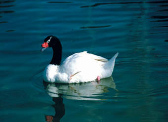 Cisne de cuello negro