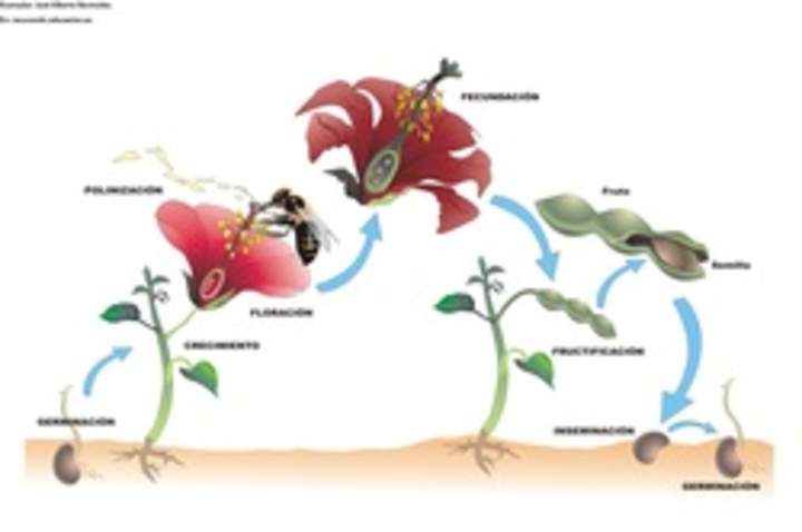 Ciclo de vida de una planta con flor rotulada