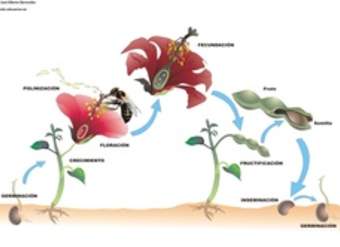 Ciclo de vida de una planta con flor rotulada