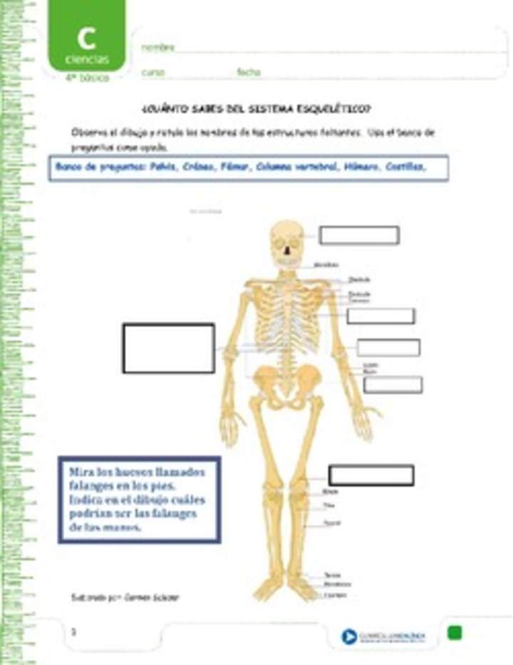 ¿Cuánto sabes del sistema esquelético?