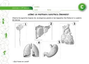 Como se protegen nuestros órganos