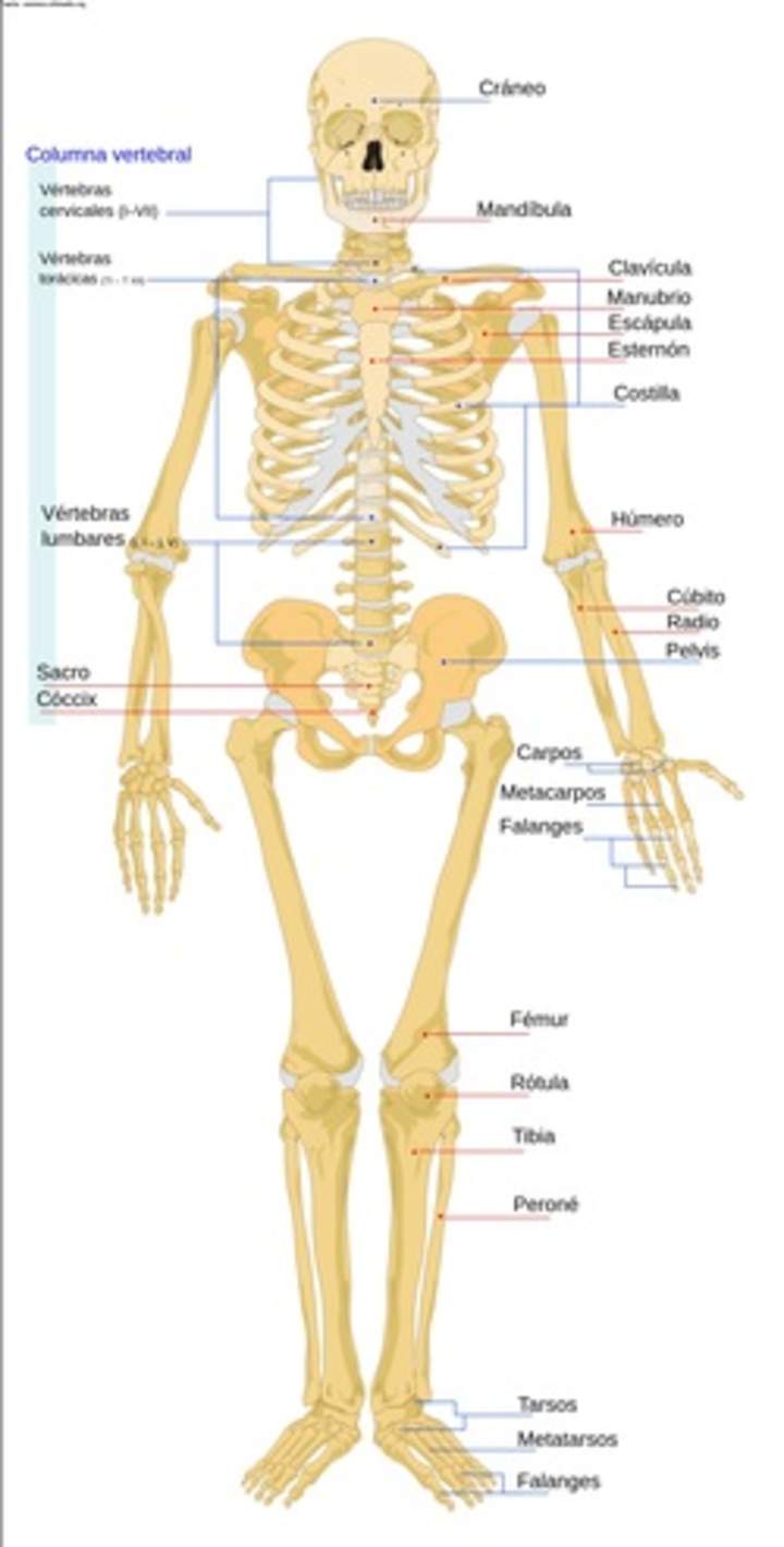 El esqueleto humano rotulado