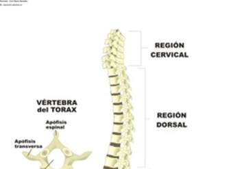 Columna vertebral rotulada