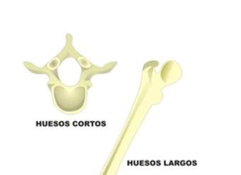 Tipos de huesos en el ser humano