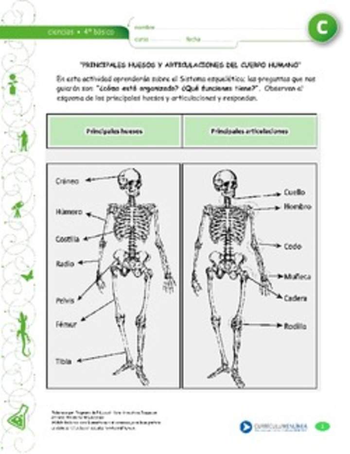 Principales huesos y articulaciones