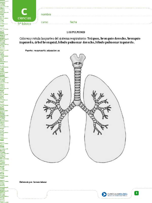 Colorea los pulmones