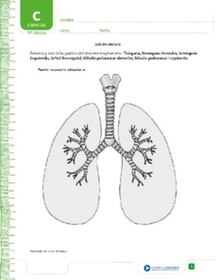 Colorea los pulmones