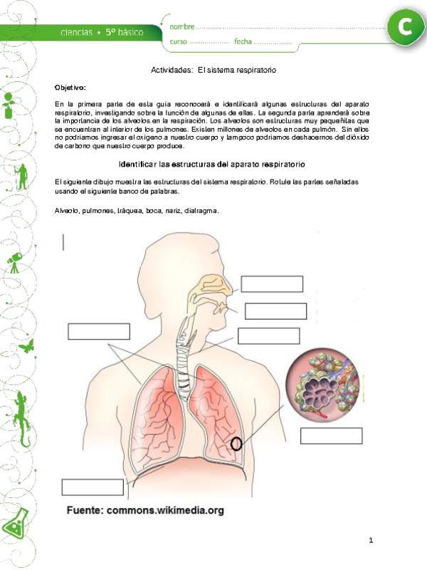 El sistema respiratorio