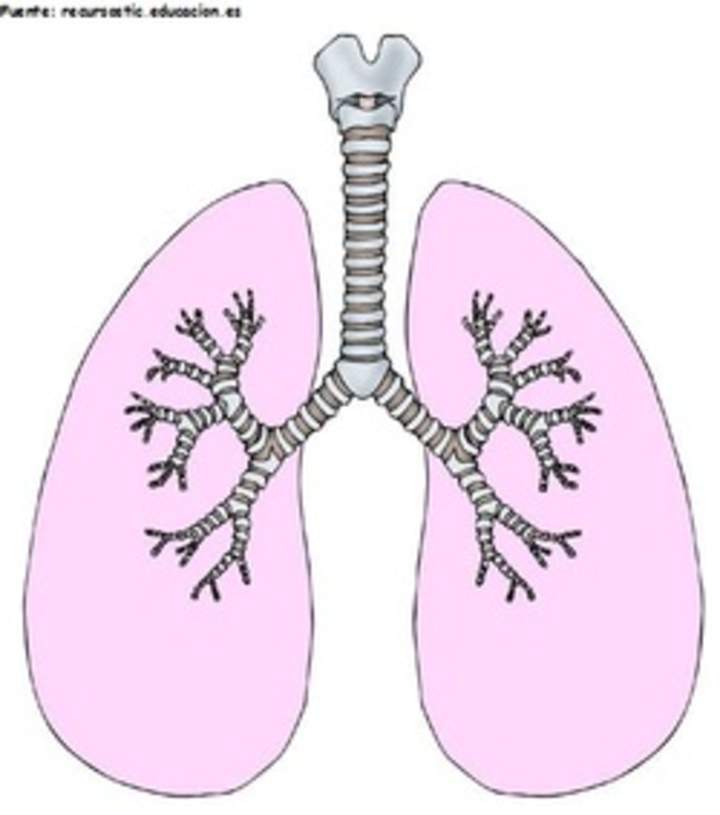 Pulmones humanos