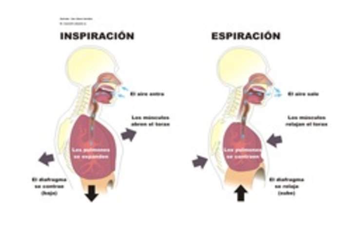 La inspiración y espiración rotulado