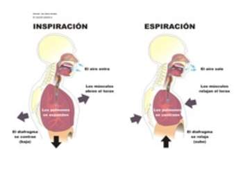 La inspiración y espiración rotulado