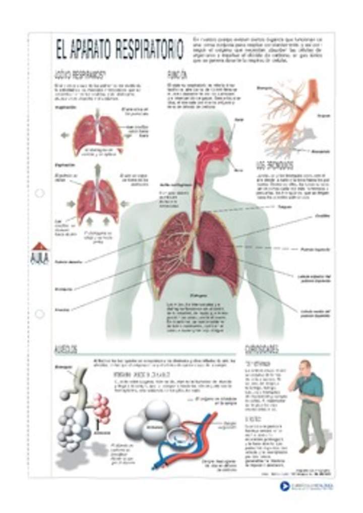 Infografía del aparato respiratorio