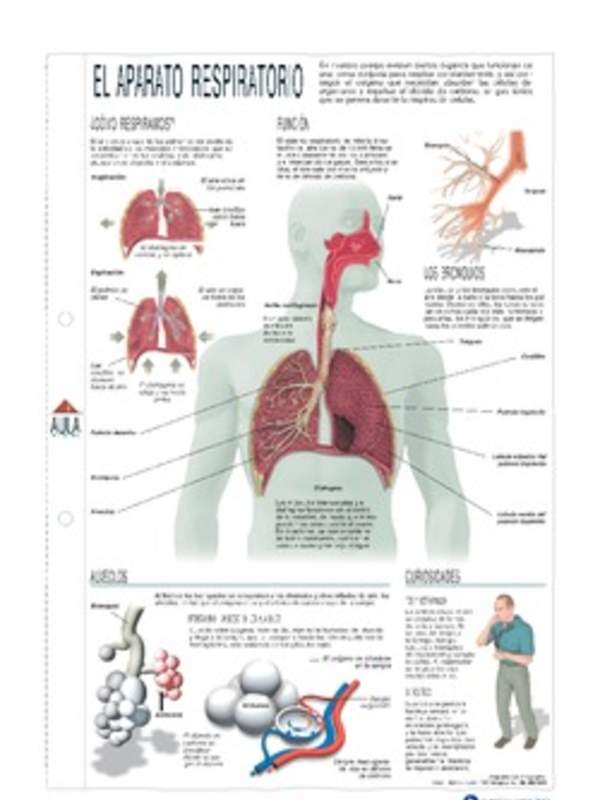 Infografía del aparato respiratorio