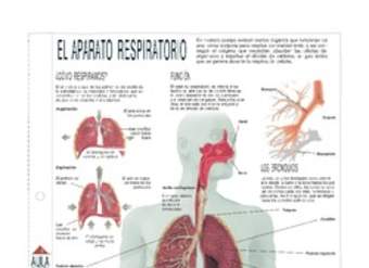 Infografía del aparato respiratorio