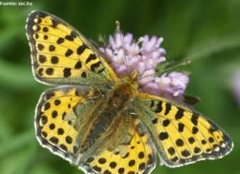 Mariposa en flores de primavera